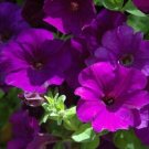 Opera Supreme Blue Trailing Petunia 25 Pelleted Seeds