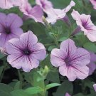 Opera Supreme Lilac Ice Trailing Petunia 25 Pelleted Seeds