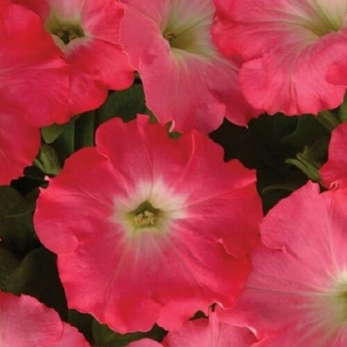 Easy Wave Rosy Dawn Trailing Petunia 25 Pelleted Seeds