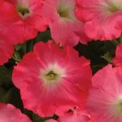 Easy Wave Rosy Dawn Trailing Petunia 25 Pelleted Seeds