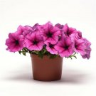 Easy Wave Rose Fusion Trailing Petunia 25 Pelleted Seeds