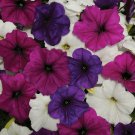Easy Wave Great Lakes Mix Trailing Petunia 25 Pelleted Seeds