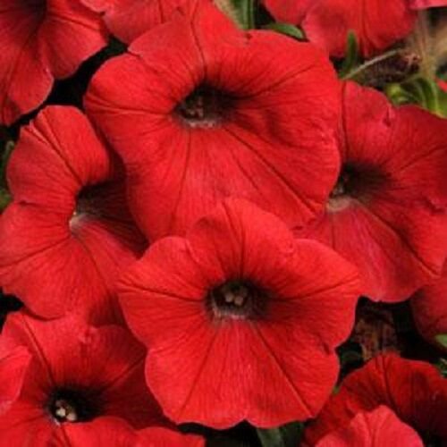 Shock Wave Red Trailing Petunia 25 Pelleted Seeds