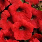 Shock Wave Red Trailing Petunia 25 Pelleted Seeds