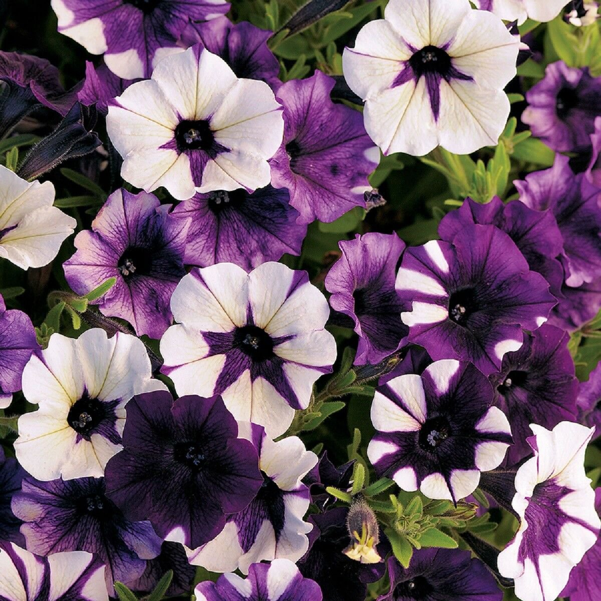 Shock Wave Purple Tie Dye Trailing Petunia 25 Pelleted Seeds