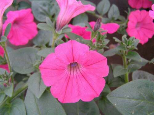 Tidal Wave Hot Pink Trailing Petunia 25 Pelleted Seeds