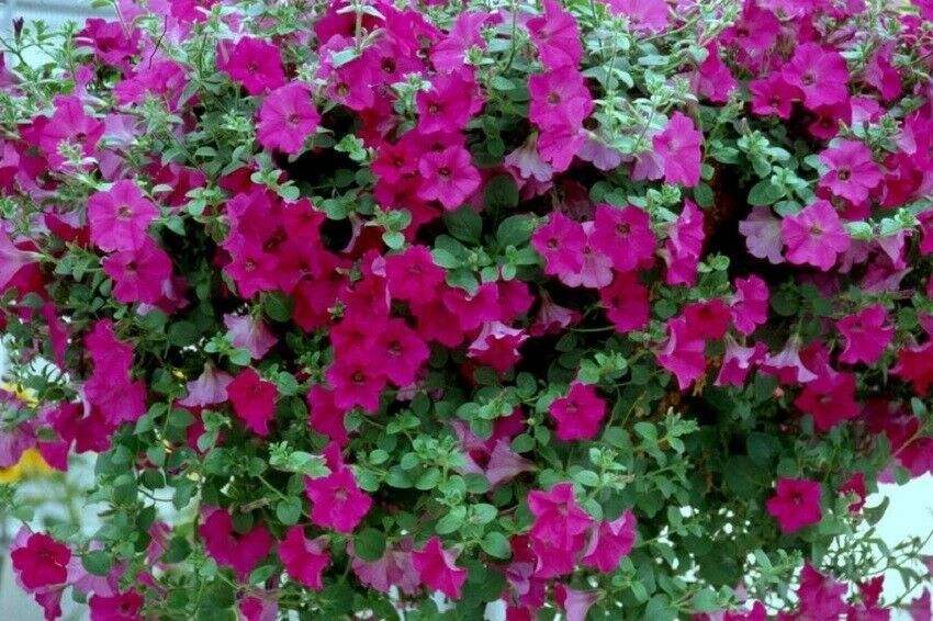 Tidal Wave Purple Petunia 25 Pelleted Seeds