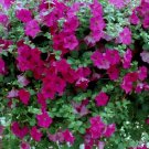 Tidal Wave Purple Petunia 25 Pelleted Seeds