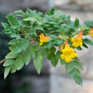 Campsis radicans Flava Yellow Trumpet Creeper 40 seeds USPS
