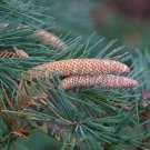 Wild Plant Himalayan Cedar (Cedrus deodara) 20 seeds