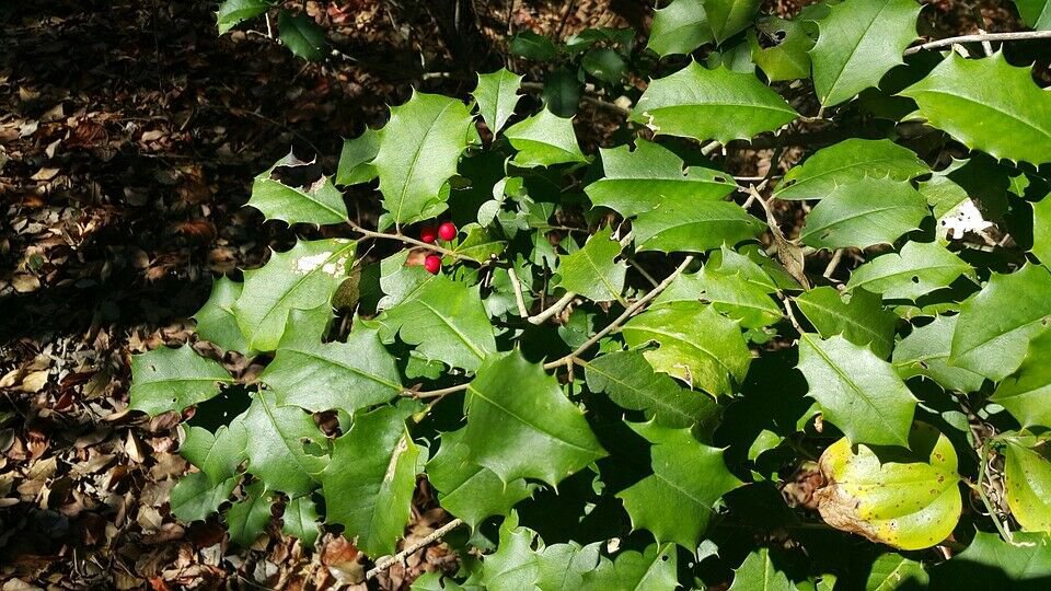 30 seeds American Holly (ilex opaca Southern)