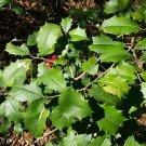 30 seeds American Holly (ilex opaca Southern)