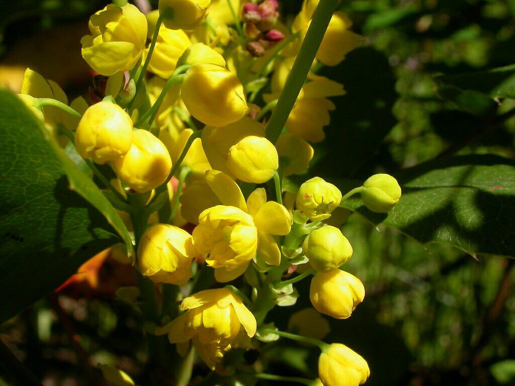 Creeping Barberry Oregon Grape 50 seeds