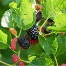 50 seeds Black Mulberry (Morus nigra)