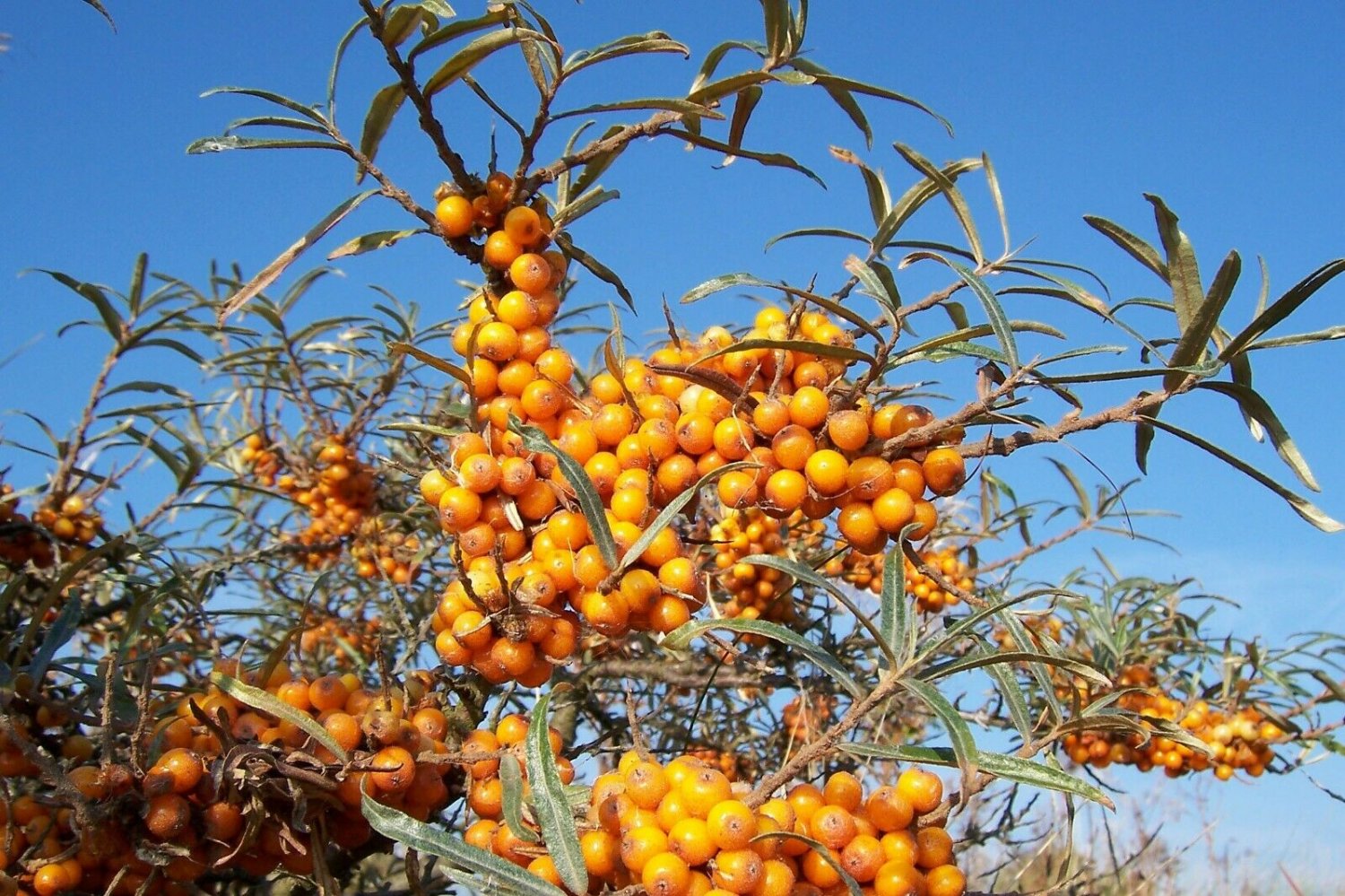 Sweet Seaberry Hippophae rhamnoides 50 seeds