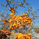 Sweet Seaberry Hippophae rhamnoides 50 seeds