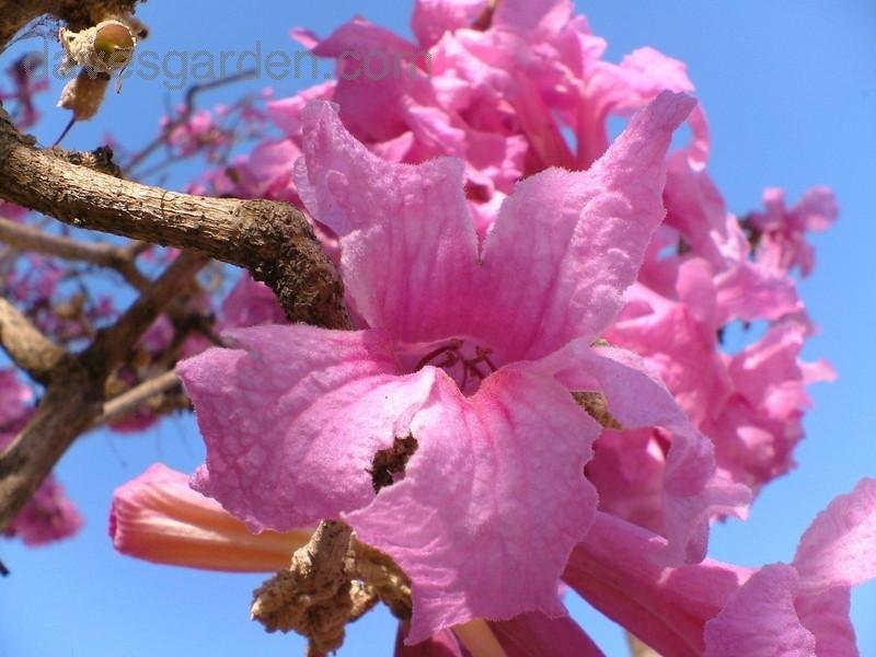 20 seeds Big Flower Pink Poui Flowering Trumpet