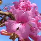 20 seeds Big Flower Pink Poui Flowering Trumpet