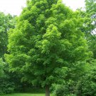 High germanium Sugar Maple 20 seeds garden plant