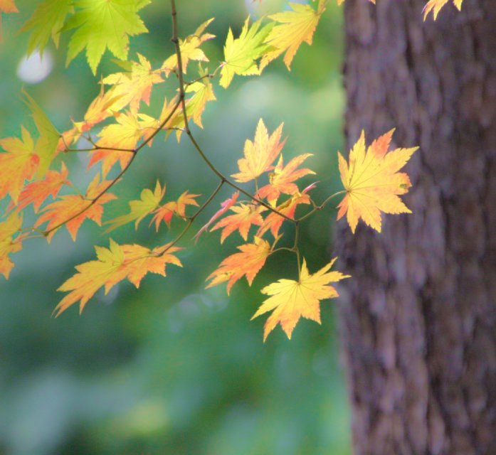 Korean Maple Garden Decore Acer pseudo-sieboldianum 20 seeds