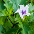 Love Thorn Apple Datura 40 Seeds