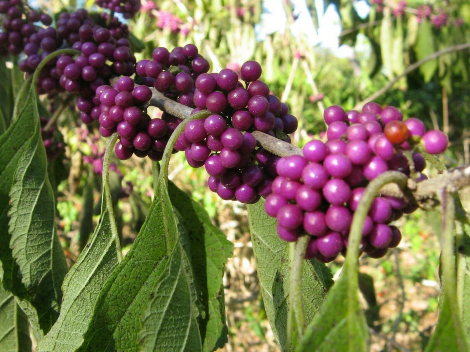 Callicarpa americana Beauty berry Beautyberry 30 seeds