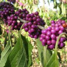 Callicarpa americana Beauty berry Beautyberry 30 seeds