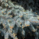 Colorado Blue Spruce 50 seeds High germation