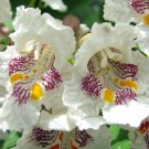 Northern Catalpa Tree Plants 12+ Inches 2 To 3 Year Old