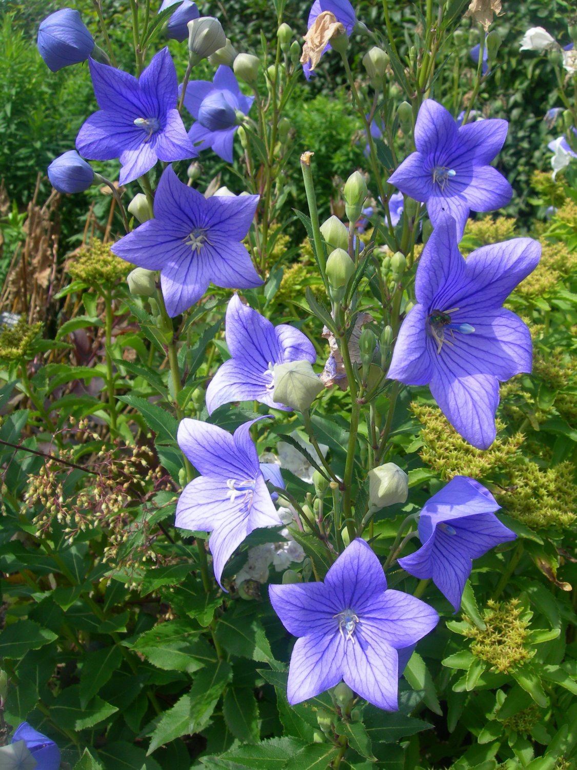 1 One pcs bulbs Flower Platycodon Grandiflorus Plant Root