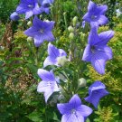 1 One pcs bulbs Flower Platycodon Grandiflorus Plant Root