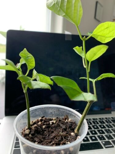 White & Red BLEEDING HEART Rooted Starter Plant