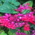 Bleeding Heart Rooted Starter Plant Red Purple
