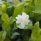 Live Plant garden Decore Jasmine Sambac tea 5"