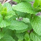 Two Live Plants Peppermint Live Edible Aromatic Herb Plant