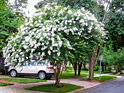 5 Cuttings plant Clean White Crepe Myrtle fast grow for rooting