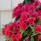 10 Cutting Red Azalea plant cuttings Summer Farewell to Spring
