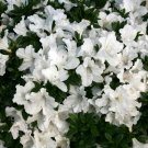 10 Cutting White Azalea plant cuttings Summer Farewell to Spring
