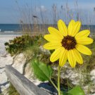 10 seeds Beach Sunflower Helianthus debilis