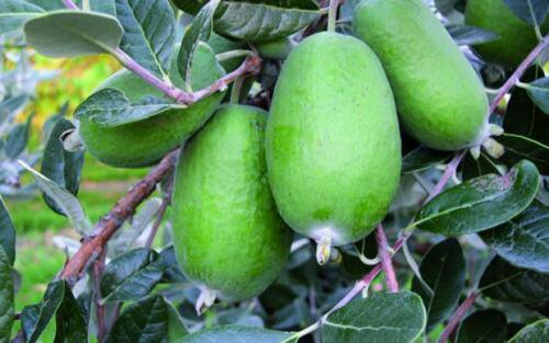 High Germanim Guava Feijoa Feijoa sellowiana 10 seeds
