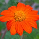 Flash sale 85 seeds Mexican Sunflower