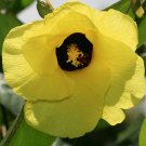 Yellow Solid Leaf Sea Hibiscus Tropical Tree Plant Pot