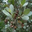 Silver Buttonwood Conocarpus 30 seeds