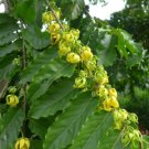Perfume Tree Ylang-Ylang Cananga 10 seeds