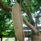 5 pcs SAUSAGE TREE Seeds Kigelia pinnata