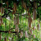 10 pcs SAUSAGE TREE Seeds Kigelia pinnata