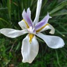Dietes iridioides Limited AFRICAN IRIS Plant 1 root