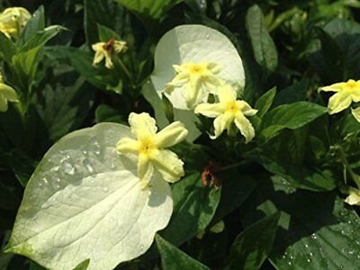 Glabra White Winged Unusual Yellow Flowering Plant 1 root