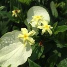Glabra White Winged Unusual Yellow Flowering Plant 1 root