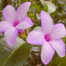 Purple Bloom INDIA RUBBER Tropical Flowering Vine Plant 1 root